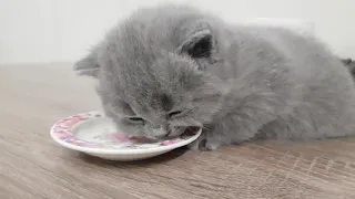 #115 Чем кормить котят  чтобы они были здоровы и счастливы (#британские #кошки #happy #cats)