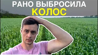 Пшеница РАНО выбросила КОЛОС