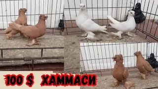 Сотилади 4 соатгача учади +998943886643 Андижон да #кабутар #голуби #pigeon #pigeons#ахмаджон уз