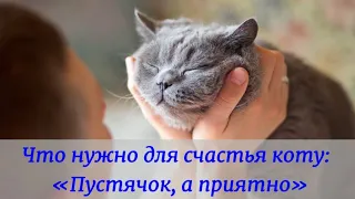 Что нужно для счастья коту: «Пустячок, а приятно» What does a cat need for happiness
