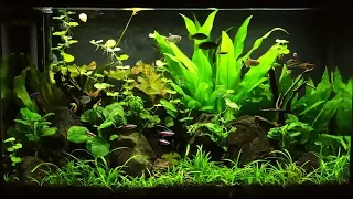 My Favorite Plants For Beginners!