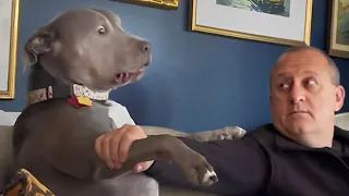 Pitbull dog, the funny and adorable muscular guys - Funny Dog Videos