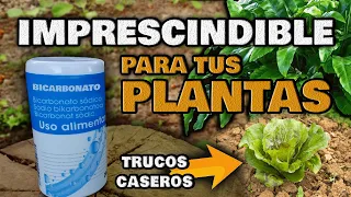 Aplica BICARBONATO en tus Plantas y MIRA QUE PASA | Fungicida Casero e Insecticida Ecológico