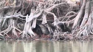 A Romp of Otters in California Rice Country
