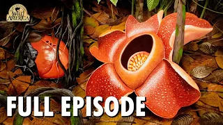 Wild America (1989) | S11 E6 'Peculiar Plants' | Full Episode | FANGS