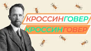 Кроссинговер — краткая теория для решения задач