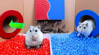 🐹 How Hamster Escapes the Awesome Hot and cold Maze? 🐹 Reward for Animals