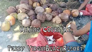 Harvesting Copra At Perry Virgin Beach Resort, Suba, Malbago, Daanbantayan, Cebu, Philippines 🇵🇭