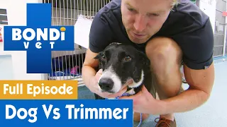 🐶 Dog's Crazy Fight With Hedge Trimmer | FULL EPISODE | S7E16 | Bondi Vet