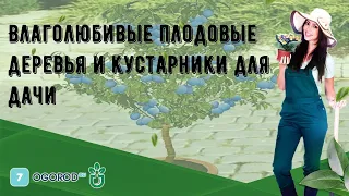 Влаголюбивые плодовые деревья и кустарники для дачи