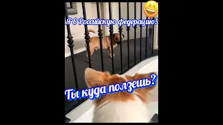 Ты куда ползёшь?! Я в Российскую федерацию! shorts#dog