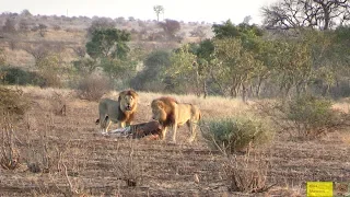 Zebra Trying To Give Birth - Watch What Happens Next In Nature