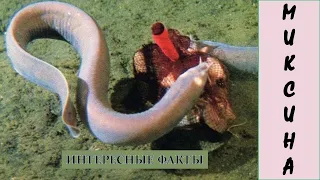 МИКСИНА🐟/Рыбы/ Животные/Интересные факты