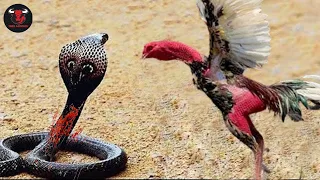 OMG! Moments Craziest Snakes Messed With The Wrong Opponent