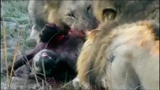 Battle of Enemies | Lions Kills And Eats Hyena…!