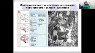 НЕКОТОРЫЕ ВОЗМОЖНЫЕ МЕХАНИЗМЫ ПОВРЕЖДЕНИЯ МИЕЛИНА ПРИ ЭКСПЕРИМЕНТАЛЬНОМ ПАРКИНСОНИЗМЕ