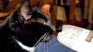 Mittens our cat tries frozen treat