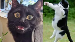 Best Funny Cat Videos Of This Week / 💗 Funny Cat Moments 🐱 Super Laugh Time 😂