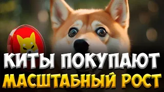 КИТЫ СКУПАЮТ SHIBA INU - ГОТОВИТСЯ К МАСШТАБНОМУ РОСТУ