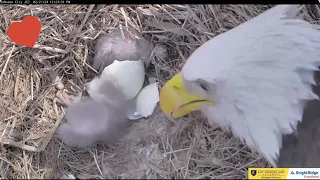 Jolene and Boone's second chick is here, congratulations ETSU Eagle Cameras Johnson City Cam 1