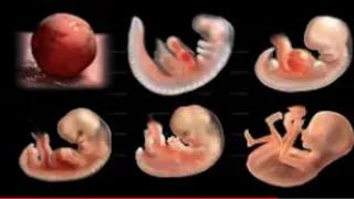 pregnancy- le miracle de la vie /How a wonder is Born (simulation 3D grossesse) Animation