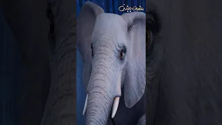نكته الفيل طلعت أحلي 😂 ملخص فيلم The Magicians Elephant 2023