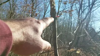 Bigfoot leaves a message !