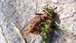 Hornisse kämpft gegen Libelle