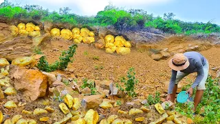 It's amazing! Finding for treasure worth million dollar from Gold Nuggets at Mountain