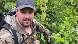 DIY Sitka Blacktail deer hunt Kodiak Alaska