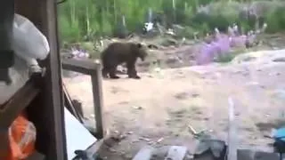 LiveLeak Man Films Final Moments Of His Life - Mother Bear Attacks And Kills 3 People