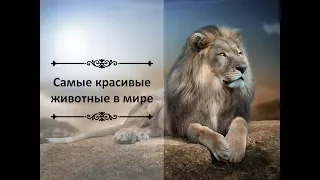 Презентация "Красивые животные"