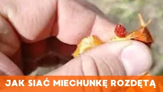 Jak siać miechunkę rozdętą? jak siać kwiaty jednoroczne?