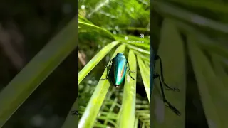 Jewel beetle 🪲 #insects #beetle