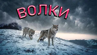 Классная музыка и песня берет за душу /Волки/