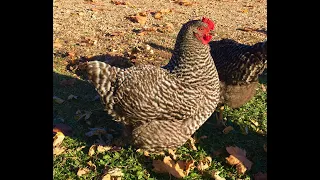 Breed Overview:  Barred Plymouth Rock Chickens