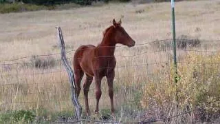 Colt Separated from Mother