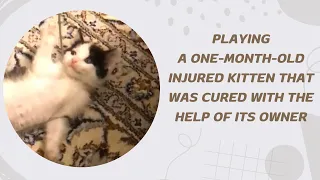 Playful Kitten: Creating Happy Moments with an Adorably Energetic Companion