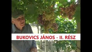 Bukovics János szőlőnemesítő - II. rész -  Filoxéra és történelem