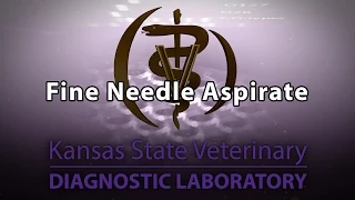 Fine Needle Aspirate