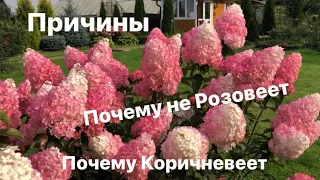 Гортензия Ванилла Фрейз. Почему не Розовеет?!Коричневеет? Причины.😊😉