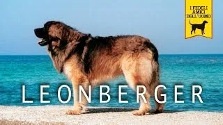 LEONBERGER trailer documentario (razza canina)