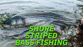 INSANE Striped Bass Fishing from Shore