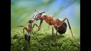 Муравьи camponotus nicobarensis 8 5 месяцев