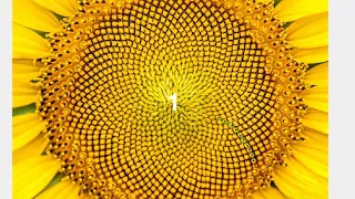 Fibonacci spirals in sunflowers