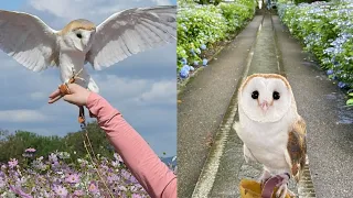 OWL BIRDS🦉- A Funny Owls And Cute Owls Videos Compilation (2021) #002 || Funny Pets Life