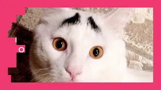 Cats With Unique Markings