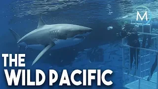 Trailer "The Wild Pacific" by Michael Watchulonis (2016)