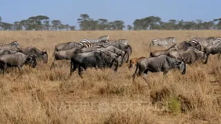 Wildebeest herd and zebra herd moving