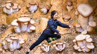 Harvest King Oyster Mushroom Goes To Market Sell | Gardening And Cooking | Lý Song Ca